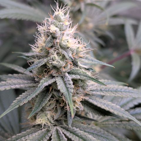 Stinking Rose growlog timeline photo