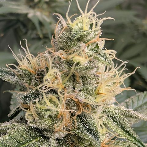 Stinking Rose growlog timeline photo