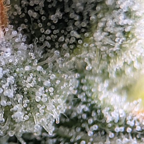 Stinking Rose growlog timeline photo