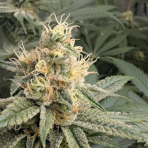 Stinking Rose growlog timeline photo
