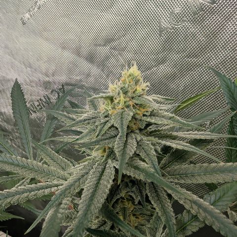 Stinking Rose growlog timeline photo