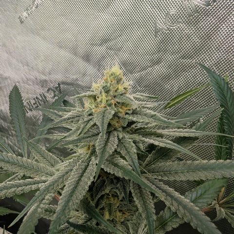 Stinking Rose growlog timeline photo