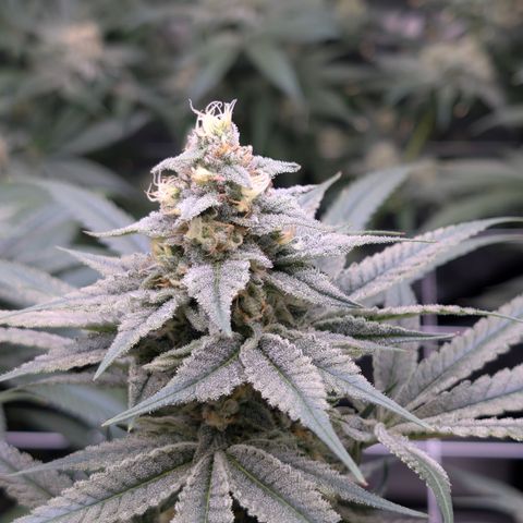 Stinking Rose growlog timeline photo