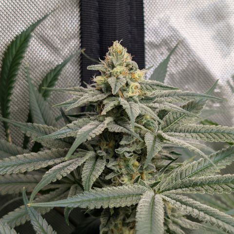 Stinking Rose growlog timeline photo
