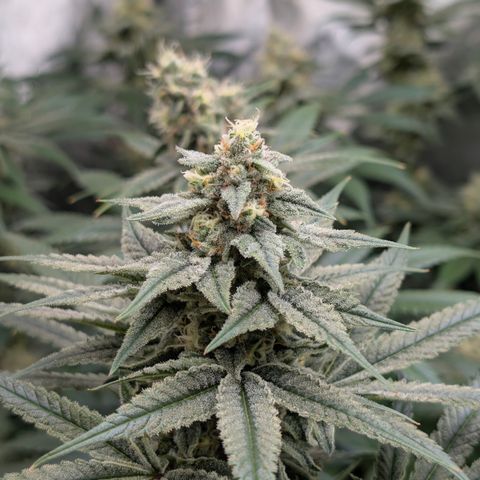 Stinking Rose growlog timeline photo