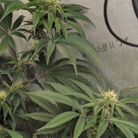 Cherry Kush × OZK × Zkittles growlog timeline photo