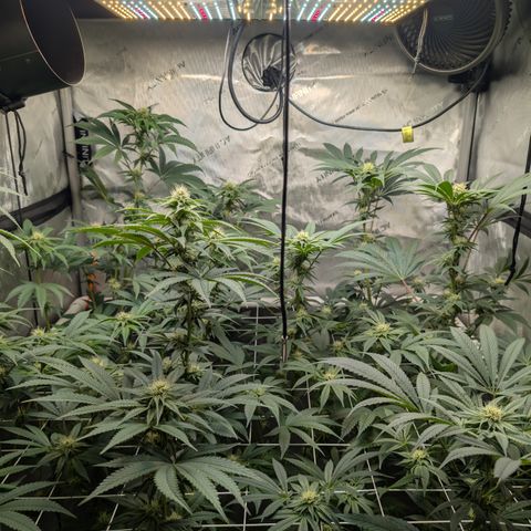 Cherry Kush × OZK × Zkittles growlog timeline photo