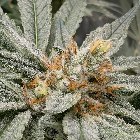 Stinking Rose growlog timeline photo
