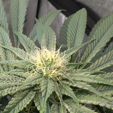 Cherry Kush × OZK × Zkittles growlog timeline photo