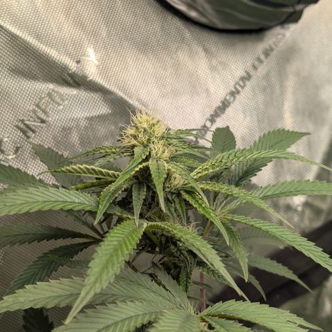 Cherry Kush × OZK × Zkittles growlog timeline photo