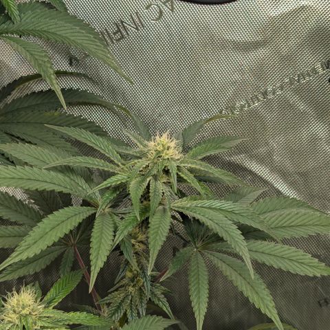 Cherry Kush × OZK × Zkittles growlog timeline photo