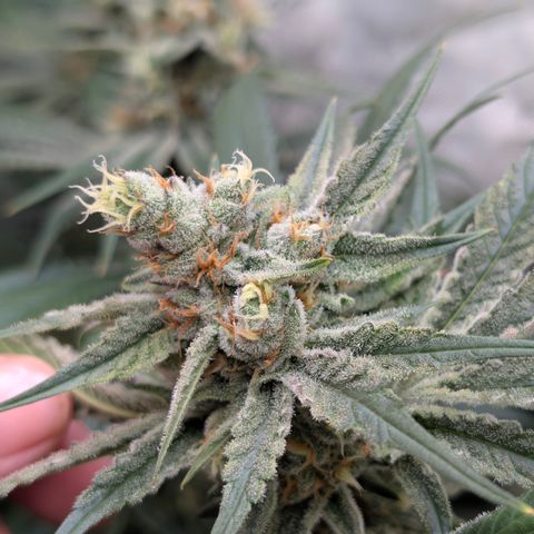 Stinking Rose growlog timeline photo