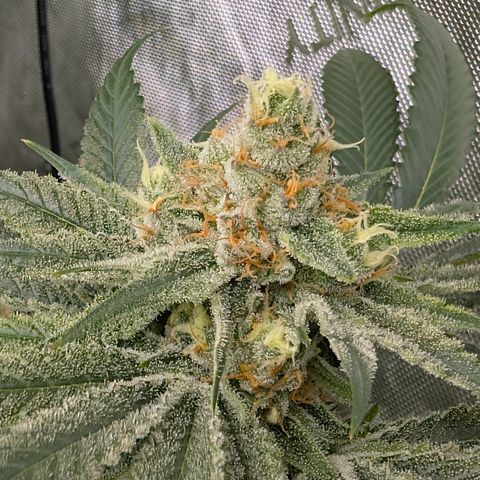 Stinking Rose growlog timeline photo