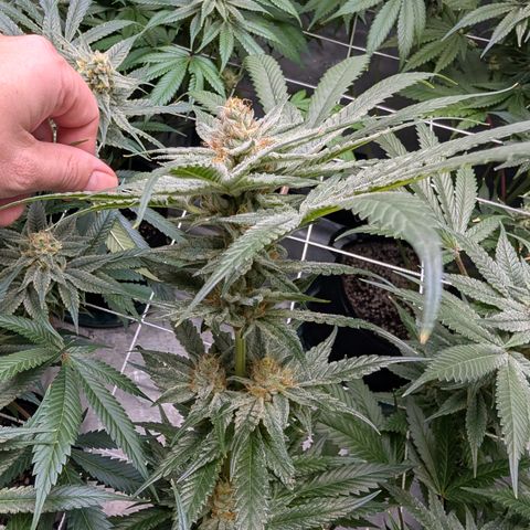 Stinking Rose growlog timeline photo