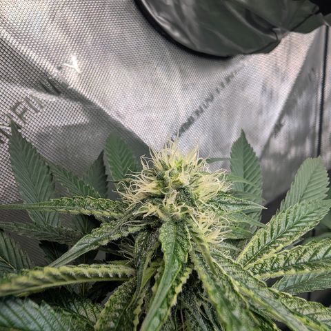 Cherry Kush × OZK × Zkittles growlog timeline photo
