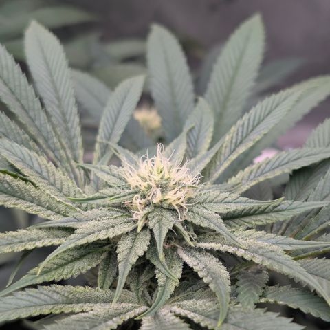 Cherry Kush × OZK × Zkittles growlog timeline photo