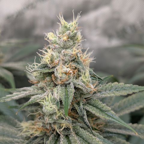 Stinking Rose growlog timeline photo