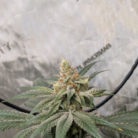 Stinking Rose growlog timeline photo