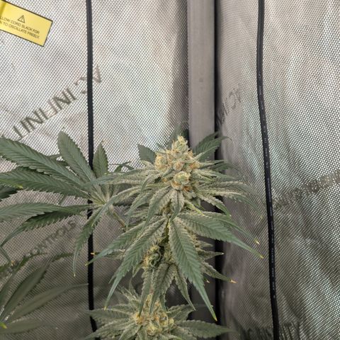 Stinking Rose growlog timeline photo
