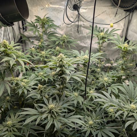 Cherry Kush × OZK × Zkittles growlog timeline photo