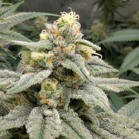 Stinking Rose growlog timeline photo