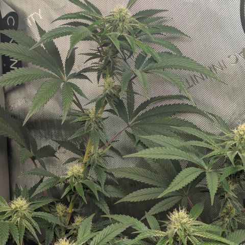 Cherry Kush × OZK × Zkittles growlog timeline photo