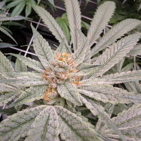 Stinking Rose growlog timeline photo