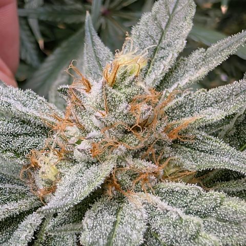 Stinking Rose growlog timeline photo