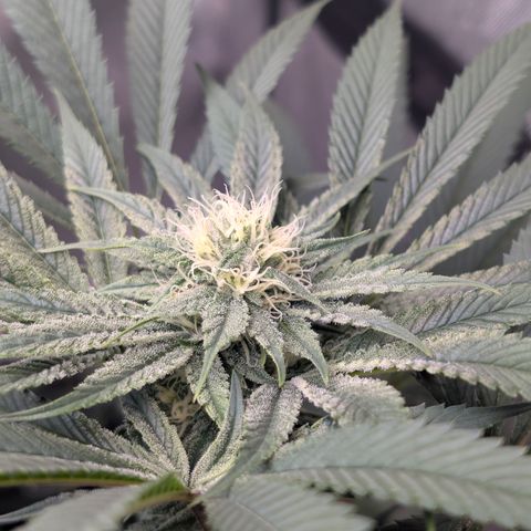 Cherry Kush × OZK × Zkittles growlog timeline photo