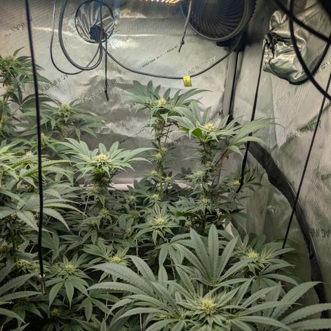 Cherry Kush × OZK × Zkittles growlog timeline photo