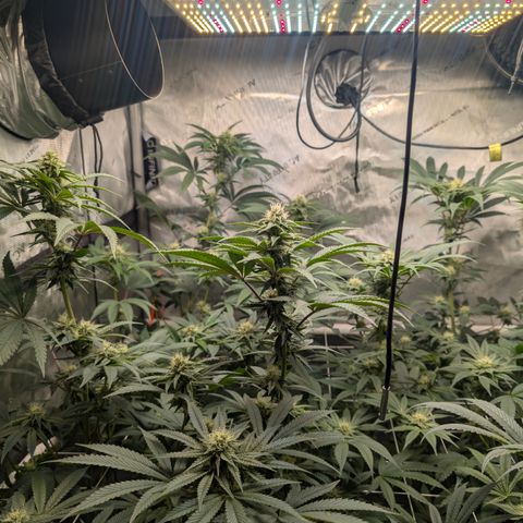 Cherry Kush × OZK × Zkittles growlog timeline photo