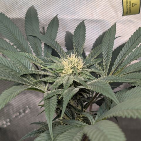Cherry Kush × OZK × Zkittles growlog timeline photo