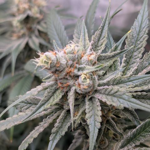 Stinking Rose growlog timeline photo
