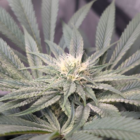Cherry Kush × OZK × Zkittles growlog timeline photo