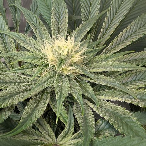 Cherry Kush × OZK × Zkittles growlog timeline photo