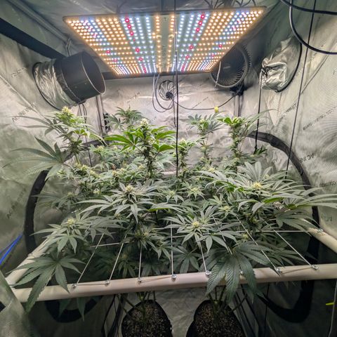 Cherry Kush × OZK × Zkittles growlog timeline photo