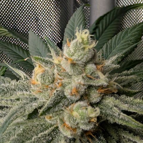 Stinking Rose growlog timeline photo