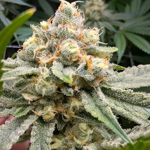 Stinking Rose growlog timeline photo