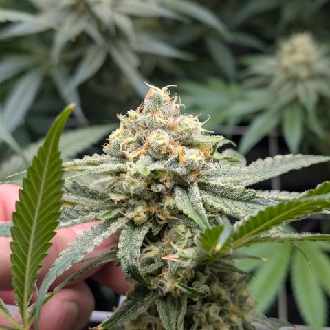 Stinking Rose growlog timeline photo