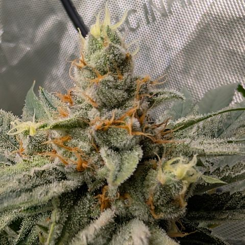 Stinking Rose growlog timeline photo