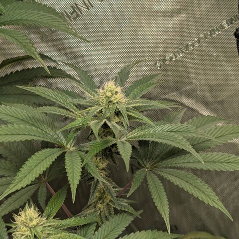 Cherry Kush × OZK × Zkittles growlog timeline photo