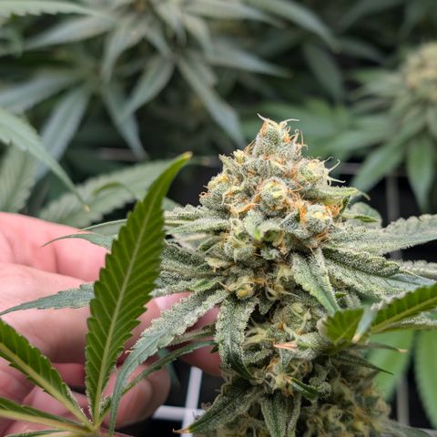 Stinking Rose growlog timeline photo