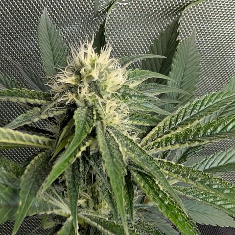Cherry Kush × OZK × Zkittles growlog timeline photo