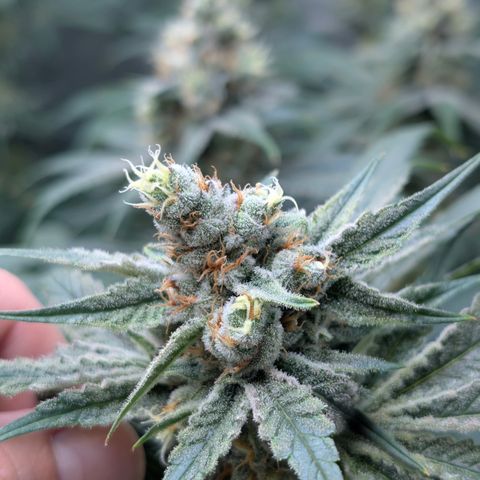 Stinking Rose growlog timeline photo