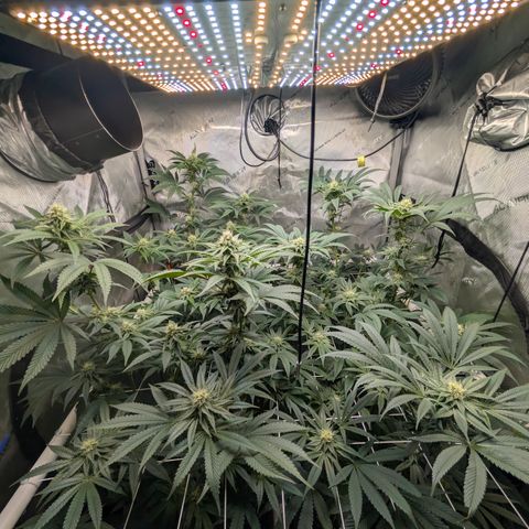 Cherry Kush × OZK × Zkittles growlog timeline photo