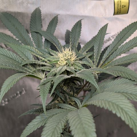 Cherry Kush × OZK × Zkittles growlog timeline photo