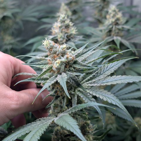 Stinking Rose growlog timeline photo