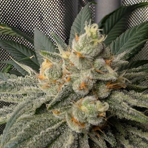 Stinking Rose growlog timeline photo