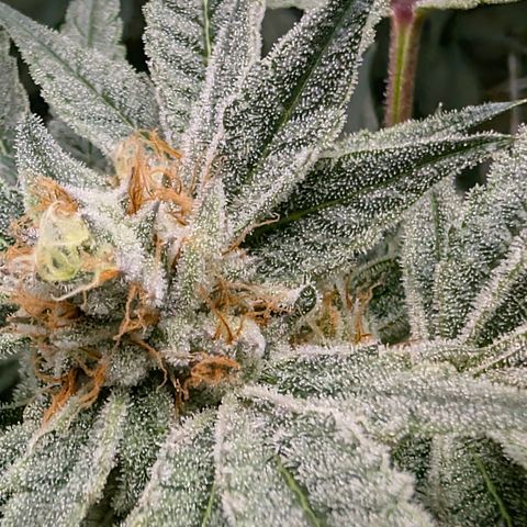 Stinking Rose growlog timeline photo