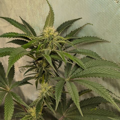 Cherry Kush × OZK × Zkittles growlog timeline photo